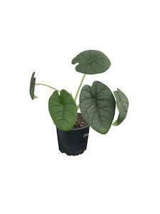 Alocasia Melo 12cm