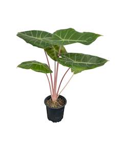 Alocasia Pink Dragon 10cm