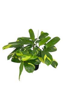 Ctenanthe Golden Mosaic 14cm