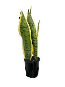 All Plants: Sansevieria Variegated 14cm