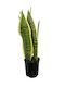 Sansevieria Variegated 14cm