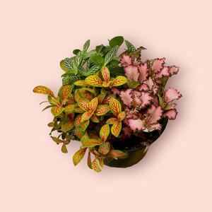 All Plants: Fittonia Triple Planted  14cm