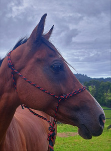 Products: Classic Knotted Rope Halter Areion