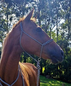 Sliding Ring Knotless Rope Halter Areion