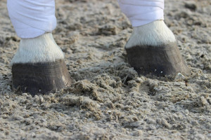 GGT DRESSAGE Arena Surfaces NZ