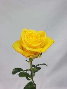 Products: Yellow Roses