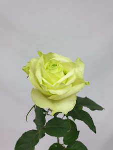 Products: Green Roses