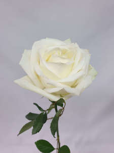 Products: White Roses