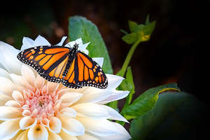 Spring Flowers: Sympathy butterfly specialty card