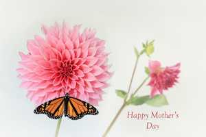 All: Card - Mother's Day