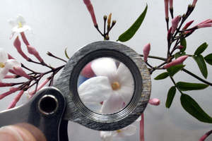 Certificate in Aroma Science (Micro-credential) (Level 4)