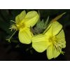 Products: Evening PrimRose Oil
