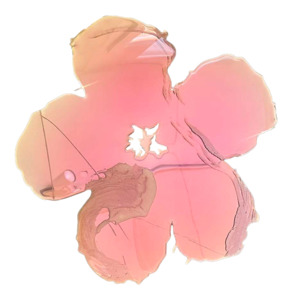 Sally Bulling: Mountain Rose