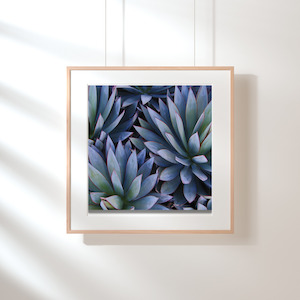 Art Prints: Art Print - Botanical Agave