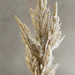 Rogue Pampas Grass Spray Cream