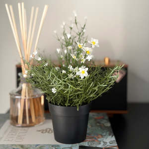 Daisy Wild Flower Potted White