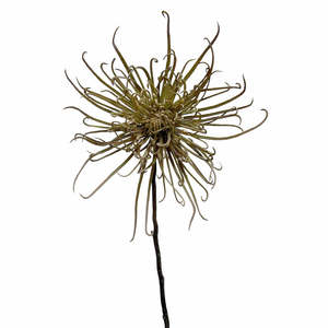 Homewares Living: Spider Mum Stem Khaki Green 71cm