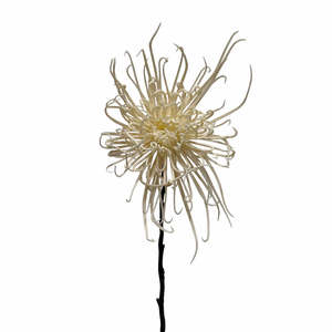Spider Mum Stem Winter White 71cm