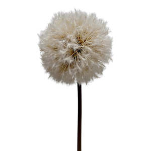 Homewares Living: Dandelion Stem Natural 86cm