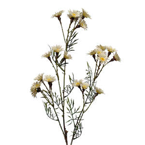 Homewares Living: Daisy Spray Cream 89cm