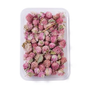 Dried Flowers: Preserved Dried Camellia Flowers