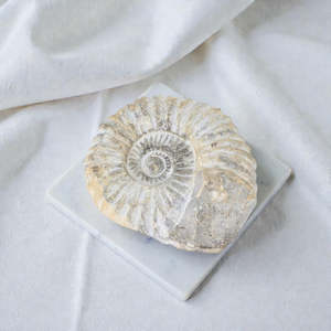 Ammonite fossil