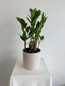 Indoor Plants: Zanzibar Gem (ZZ plant) - Potted Indoor Plant