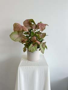 Syngonium Red Heart - Potted Indoor Plant
