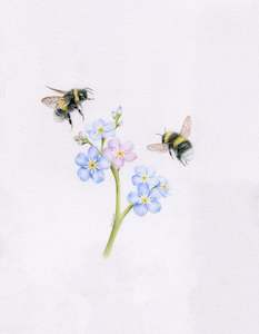 Original Coloured Pencil Art: Original 'Forget Me Not Bees'