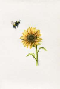 Original Coloured Pencil Art: Bee with Sunflower 2