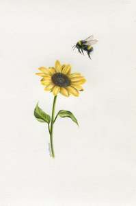 Original Coloured Pencil Art: Bee with Sunflower 1