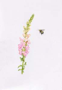Original Coloured Pencil Art: Original 'Snapdragon and Bee'