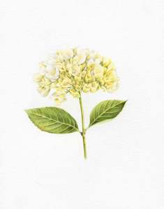 Original Coloured Pencil Art: Hydrangea in Bloom