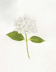 Original Coloured Pencil Art: White Hydrangea