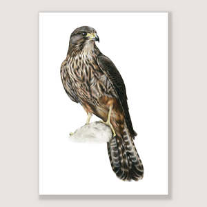 Market Stock Sale 1: SALE - Kārearea print A5