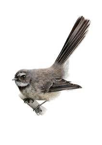 Greeting Cards: Pīwakawaka Greeting Card