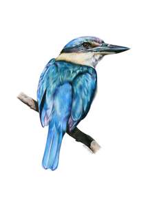 Kōtare Greeting Card