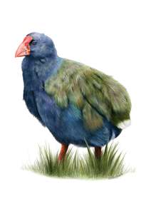 Takahē Greeting Card