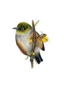 Waxeye Greeting Card