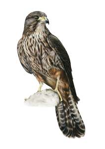 Kārearea Greeting Card