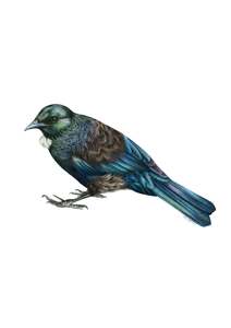 Greeting Cards: Tui Greeting Card
