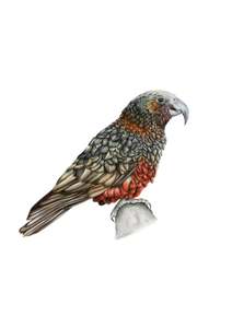 Greeting Cards: Kaka Greeting Card