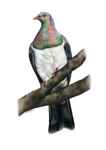 Greeting Cards: Kererū Greeting Card