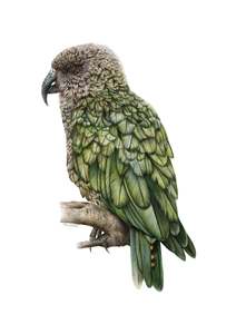 Greeting Cards: Kea Greeting Card