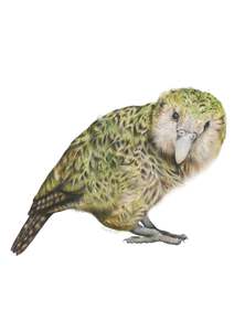 Kākāpō Greeting Card