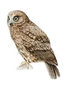 Greeting Cards: Ruru Greeting Card