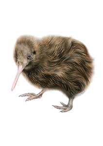 Greeting Cards: Kiwi Greeting Card