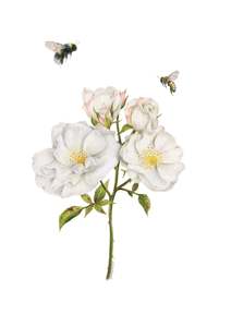 Roses and Bees Greeting Card