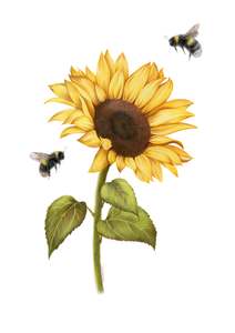 Sunflower and Bees Greeting Card