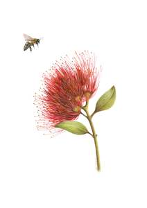 Greeting Cards: Pōhutukawa and Bee Greeting Card